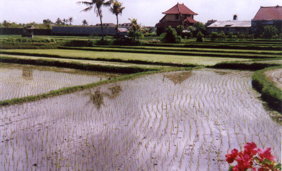 Rice first planted